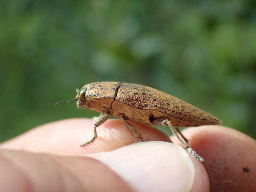 Lampetis muata