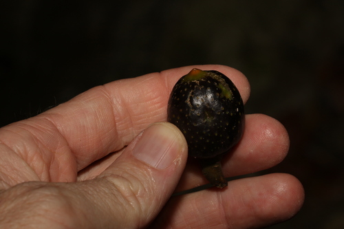 Image of Ficus watkinsiana by (c) Greg Tasney, some rights reserved (CC BY-SA)