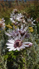 Berkheya purpurea