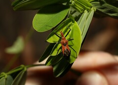 Gminatus wallengreni