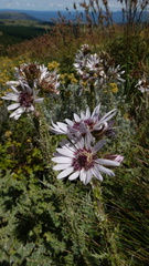 Berkheya purpurea