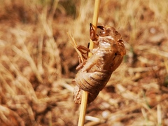 Cicadella