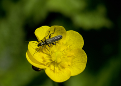 Oedemera virescens