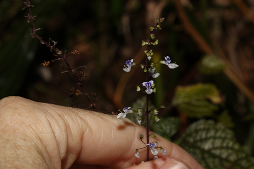 Nightcap Hullwort (Coleus nitidus)