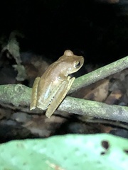 Boana maculateralis