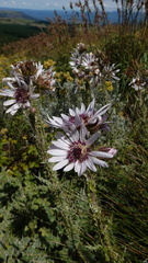 Berkheya purpurea