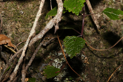 Image of Nightcap Hullwort (Coleus nitidus) by (c) Greg Tasney, some rights reserved (CC BY-SA)