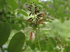 Indigofera arrecta