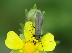 Oedemera virescens