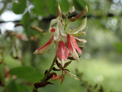 Indigofera arrecta