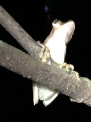 Boana maculateralis