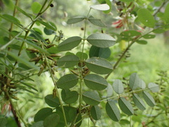 Indigofera arrecta