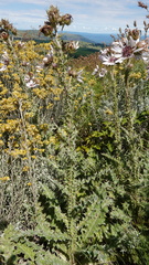 Berkheya purpurea