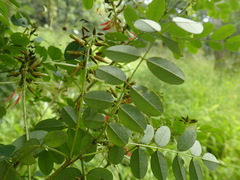 Indigofera arrecta