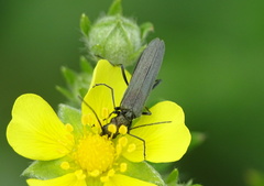 Oedemera virescens