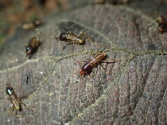 Pseudacanthotermes spiniger