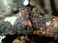 Pseudacanthotermes spiniger