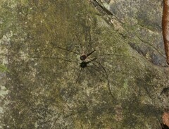 Neopantopsalis pentheter