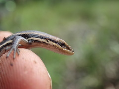 Trachylepis varia