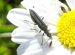 Oedemera virescens