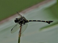 Ictinogomphus decoratus