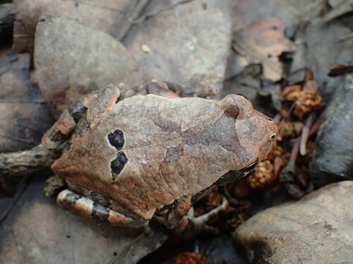 African Red Toad