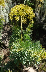 Notobubon laevigatum
