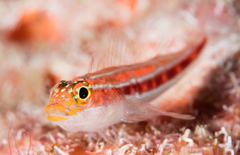 Helcogramma striata