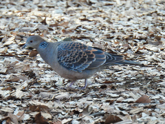 Streptopelia orientalis orientalis