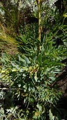 Notobubon laevigatum