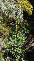 Notobubon laevigatum