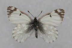 Euchloe ochracea