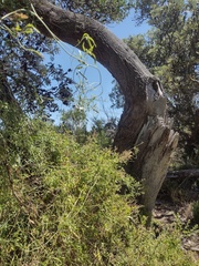 Clematis microphylla