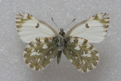 Euchloe ochracea
