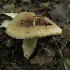 Russula sororia