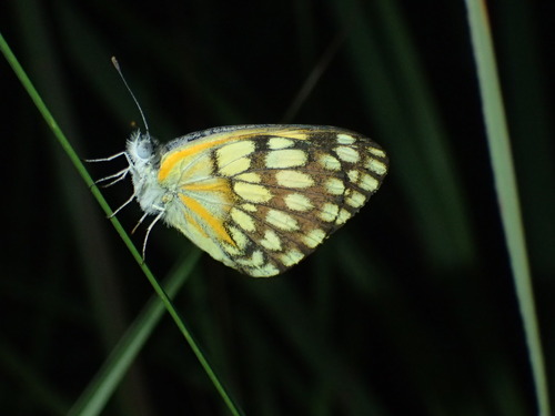 Colotis vesta rhodesinus