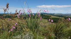 Dierama pulcherrimum