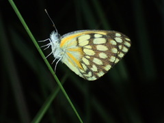 Belenois