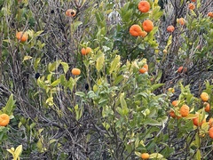 Solanum pseudocapsicum