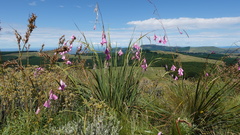 Dierama pulcherrimum
