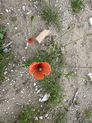 Papaver dubium