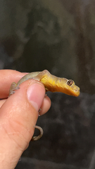 Hemidactylus flaviviridis