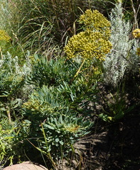 Notobubon laevigatum