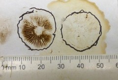 Inocybe vulpinella