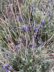 Lavandula
