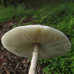 Chlorophyllum hortense