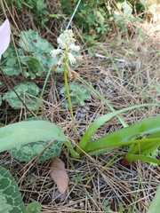 Bellevalia flexuosa