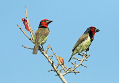 Lybius torquatus torquatus