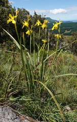Moraea reticulata