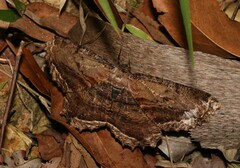 Chorodna strixaria